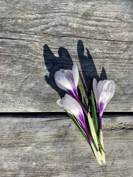 白色紫罗兰美丽的番红花在灰色木制背景与空白复制空间 孤立无援花草设计 节日春季明信片 从上面看 — 图库照片