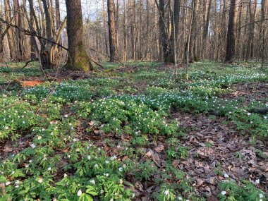 Güneşli bir bahar gününde ormanda küçük beyaz bahar çiçekleri..