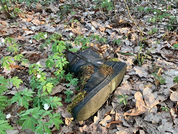 Vecchia Scarpa Squallida Nel Bosco Rifiuti Ecologici Inquinamento Della Foresta — Foto Stock