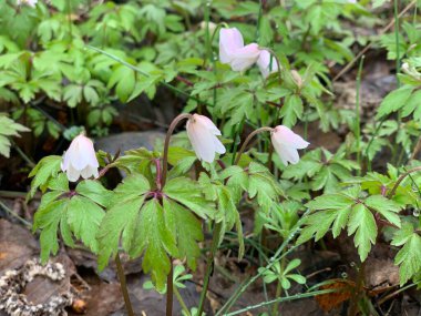 Ormandaki ilk sıra dışı bahar çiçekleri..