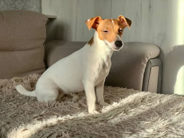 Dog Jack Russell Terrier Close — Fotografia de Stock