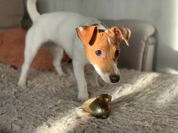 Dog Jack Russell Terrier Close — Fotografia de Stock