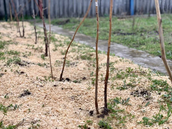 春にラズベリーブッシュを準備します ラズベリーの収穫の準備 春の成長期 ラズベリーの収穫 — ストック写真
