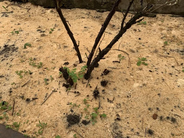 Preparazione Arbusti Giardino Primavera Raccolto — Foto Stock