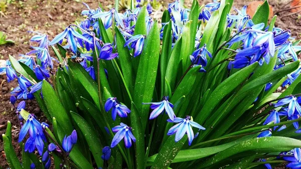 Όμορφα Μπλε Λουλούδια Από Κοντά Μπλε Άνθη — Φωτογραφία Αρχείου