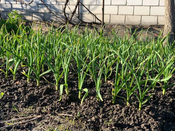 정원에 정원에서 마늘을 재배하는 — 스톡 사진