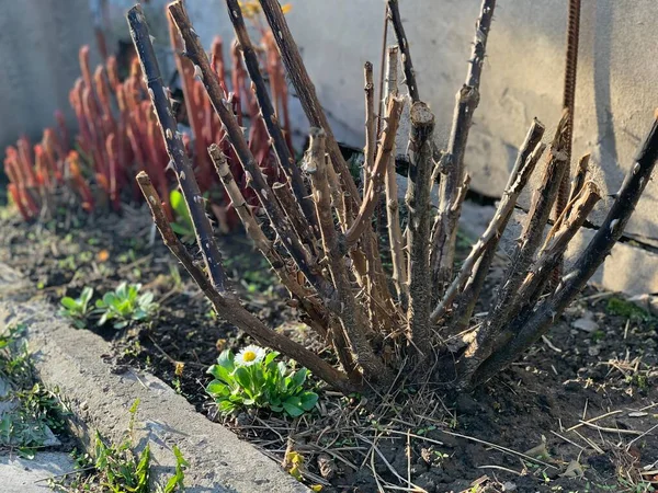 Semak Mawar Tanpa Bunga Dan Daun Musim Semi Tumbuh Berkebun — Stok Foto