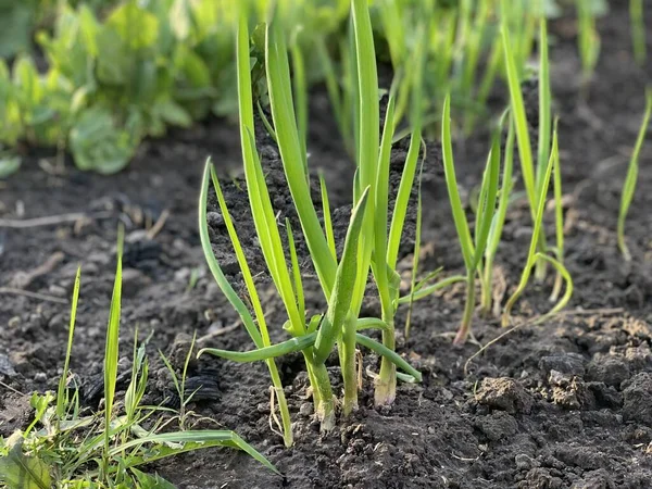 growing garlic in a vegetable garden in a garden bed