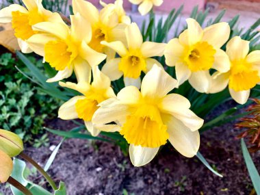 Güzel sarı nergisler Narcissus baharda çiçek açar.