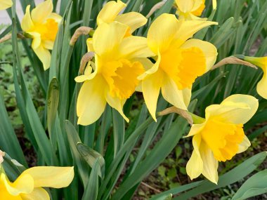 İlkbaharda göz kamaştırıcı ve canlı sarı nergislerin yakın çekimi..