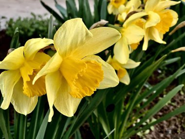 Güzel sarı nergisler Narcissus baharda çiçek açar.