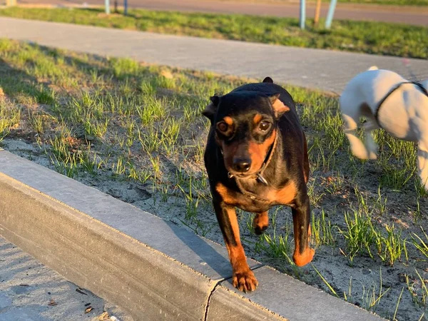 Brown Beautiful Dog Miniwergpinscher Breed — Fotografia de Stock