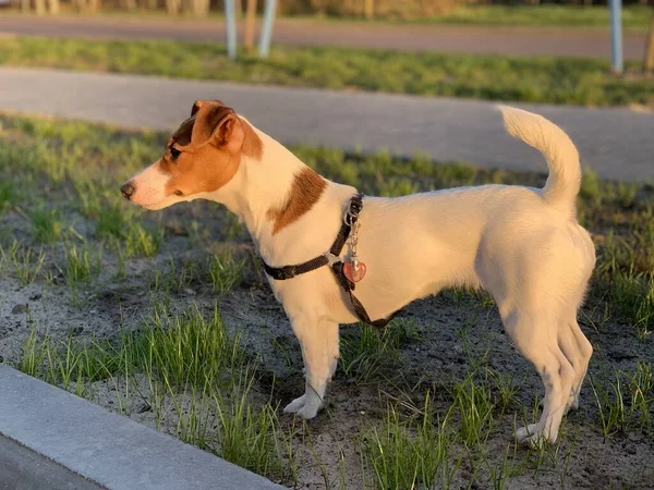 Beautiful Funny Dog Jack Russell Terrier Close — Φωτογραφία Αρχείου