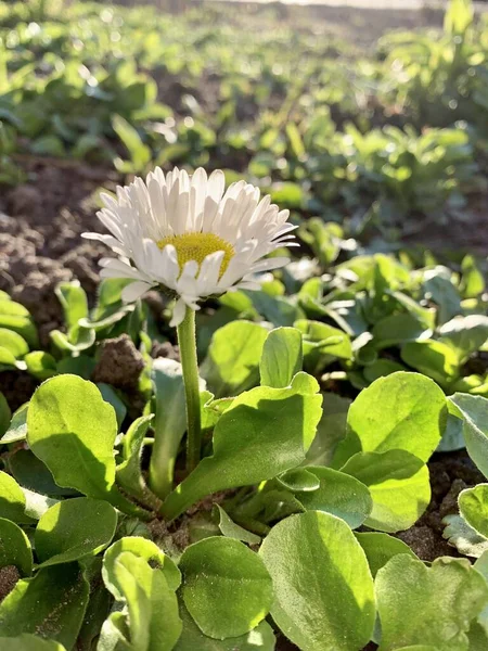 Ένα Όμορφο Μικρό Λευκό Λουλούδι — Φωτογραφία Αρχείου