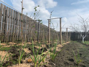 Baharın başında ahududu çalıları. Bahçe ve sebze bahçesi kavramı.