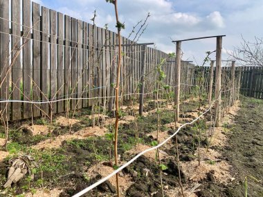 Baharın başında ahududu çalıları. Bahçe ve sebze bahçesi kavramı.