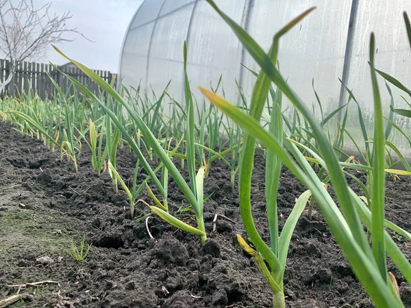 Growing garlic in a vegetable garden in a garden bed.