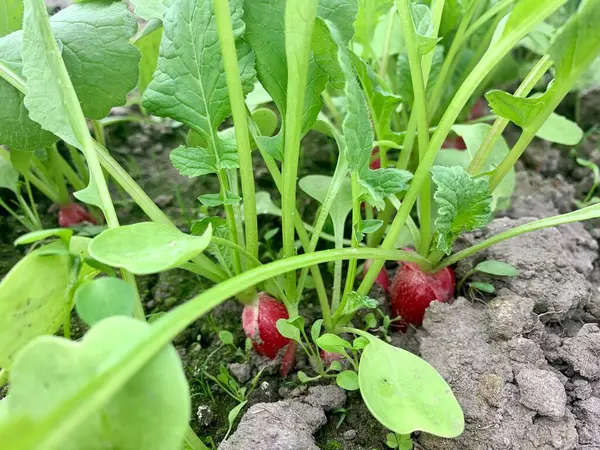 녹색의 분홍빛 무우는 정원의 침대에서 자란다 클로즈업 채소밭의 — 스톡 사진