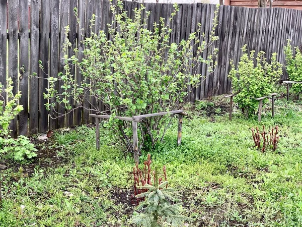 Cassis Début Printemps Entouré Une Clôture Bois Concept Jardin Potager — Photo