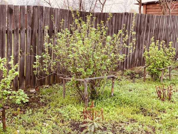 早春の黒いスグリの茂み 木製の柵に囲まれて 庭と野菜の庭のコンセプト — ストック写真