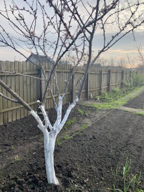 Sebze bahçesindeki ağaçlar ve bembeyaz bir gövde. Haşerelerden boyayarak bahçe ağaçlarının korunması. Bahçe ve sebze bahçesi kavramı.