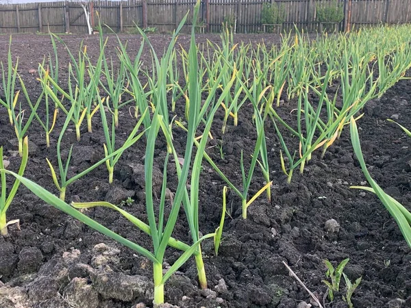 Green garlic grows in beds in the garden. Garden and vegetable garden concept. Gardening.