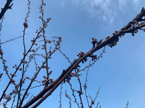 Branches Avec Bourgeons Florissants Arbres Contre Ciel Bleu — Photo