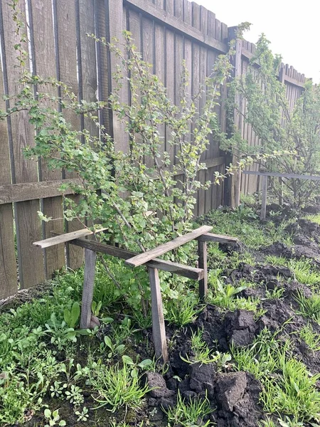 Schwarze Johannisbeere Zeitigen Frühling Umgeben Von Einem Holzzaun Garten Und — Stockfoto