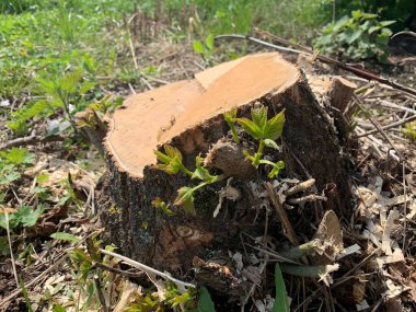 Yeşil çimlerin üzerindeki testere ağacından büyük bir kütük. Yan görünüm.