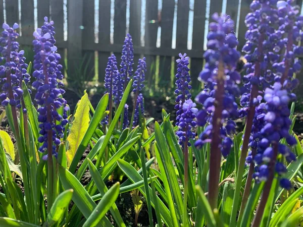 Gyönyörű Kék Virágok Egy Zöldséges Kertben Háttérben Egy Kerítés — Stock Fotó