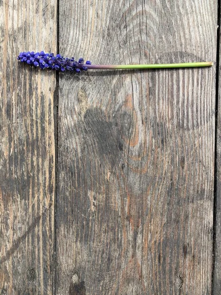 木製の背景に美しい青い花 スペースのコピー — ストック写真