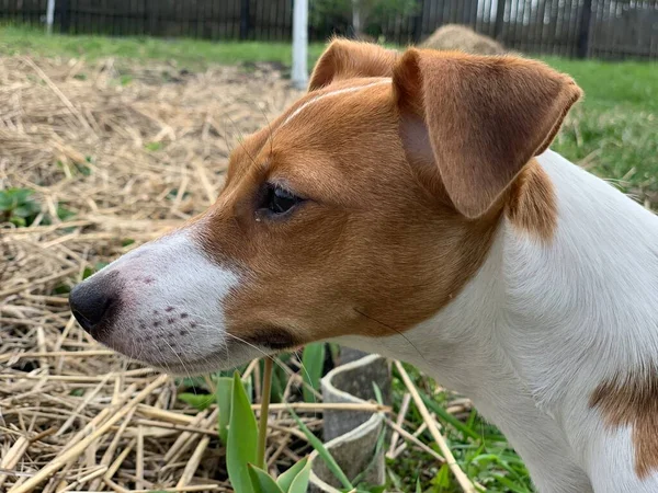 Muselière Jack Russell Terrier Pour Chien Gros Plan — Photo