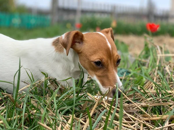 Jack Russell Terrier Kutya Fekszik Füvön — Stock Fotó