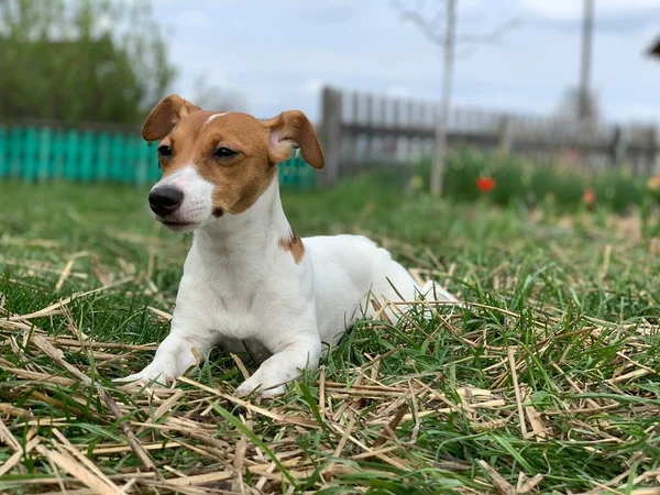 Jack Russell Terrier Kutya Fekszik Füvön — Stock Fotó