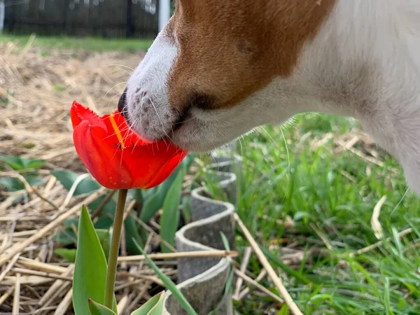 Jack russell terrier dog sniffs a red tulip flower. Close-up.