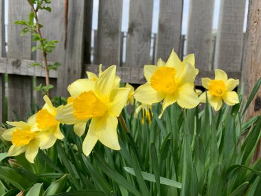 Ahşap bir çitin arkasında güzel sarı nergis manzarası.