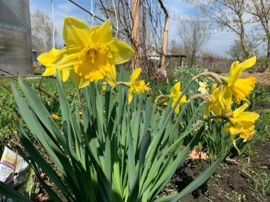 Sebze bahçesindeki güzel sarı nergis manzarası.