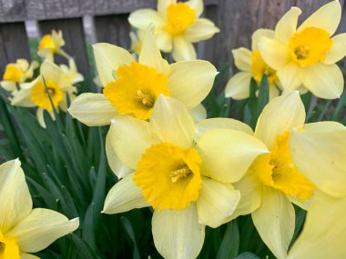 Ahşap bir çitin arkasında güzel sarı nergis manzarası.