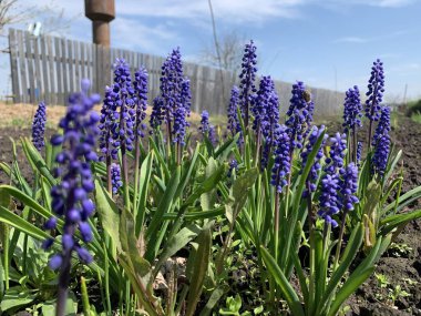 Ahşap bir çitin arkasındaki sebze bahçesinde güzel mavi çiçekler..