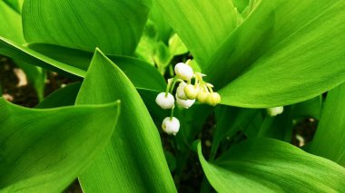 Vadideki beyaz zambak çiçekleri, yeşil yapraklardan oluşan bir arka planda..