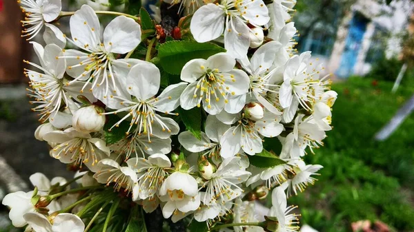 Una Rama Árbol Floreciendo Con Flores Blancas Sobre Fondo Hierba —  Fotos de Stock