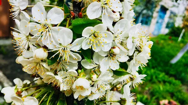 Una Rama Árbol Floreciendo Con Flores Blancas Sobre Fondo Hierba —  Fotos de Stock