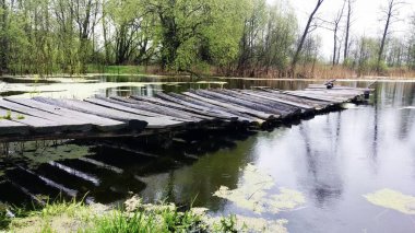 Ormandaki yosunlu göl. Bataklık. Eski ahşap iskele.