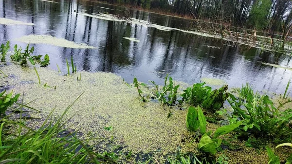 Lake Duckweed Forest Swamp — Stock Photo, Image