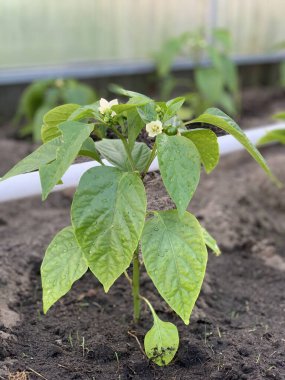 Bir seradaki bahçe yatağında biber tohumları yetişir. Biber yetiştiriyorum. Dolmalık biberli sera. Toprakta biber filizleri ve yaprakların üzerinde su damlacıkları..