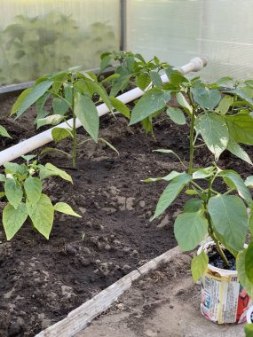 Bir serada çan biberi fideleri yetişir. Biber yetiştiriyorum. Dolmalık biberli sera. Toprağa yakın çekimde biber tohumları. Bahçe ve sebze bahçesi kavramı.