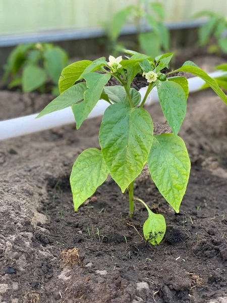 Σπορόφυτα Πιπεριού Αναπτύσσονται Ένα Κρεβάτι Κήπου Ένα Θερμοκήπιο Καλλιέργεια Πιπεριού — Φωτογραφία Αρχείου