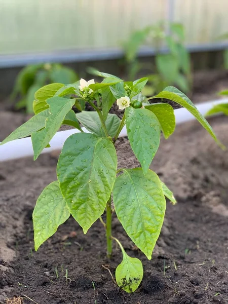 Las Plántulas Pimienta Crecen Una Cama Jardín Invernadero Cultivando Pimienta — Foto de Stock