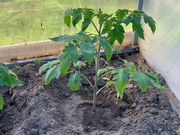 番茄幼苗生长在温室里 种植西红柿 在土壤中种植西红柿 园圃及蔬菜园概念 — 图库照片