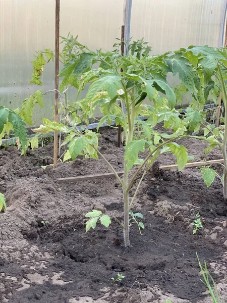 番茄幼苗生长在温室里 种植西红柿 在土壤中种植西红柿 园圃及蔬菜园概念 — 图库照片